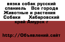 вязка собак русский спаниель - Все города Животные и растения » Собаки   . Хабаровский край,Амурск г.